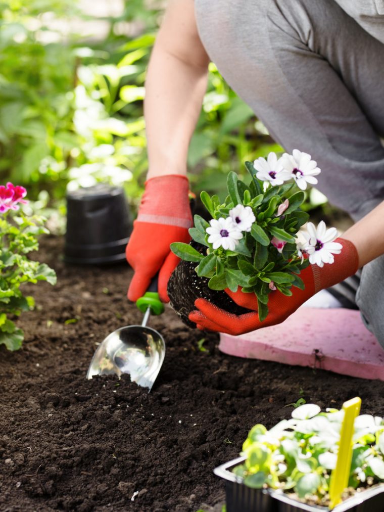 Landscaping & Gardening